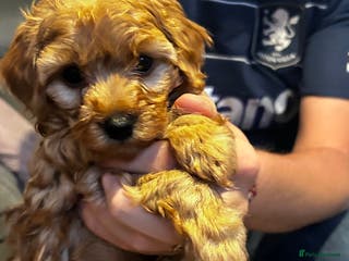 Cockapoo dogs Beautiful cockapoo puppies - Advert 1