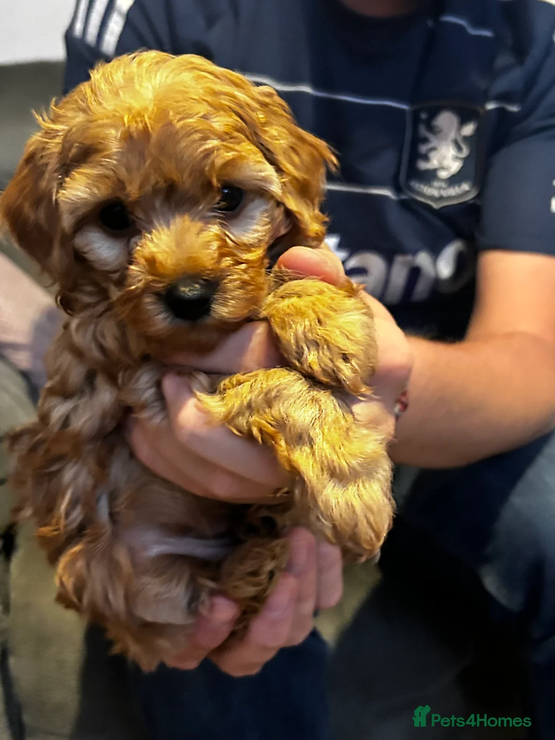Cockapoo dogs for sale: Beautiful cockapoo puppies  - Advert 1