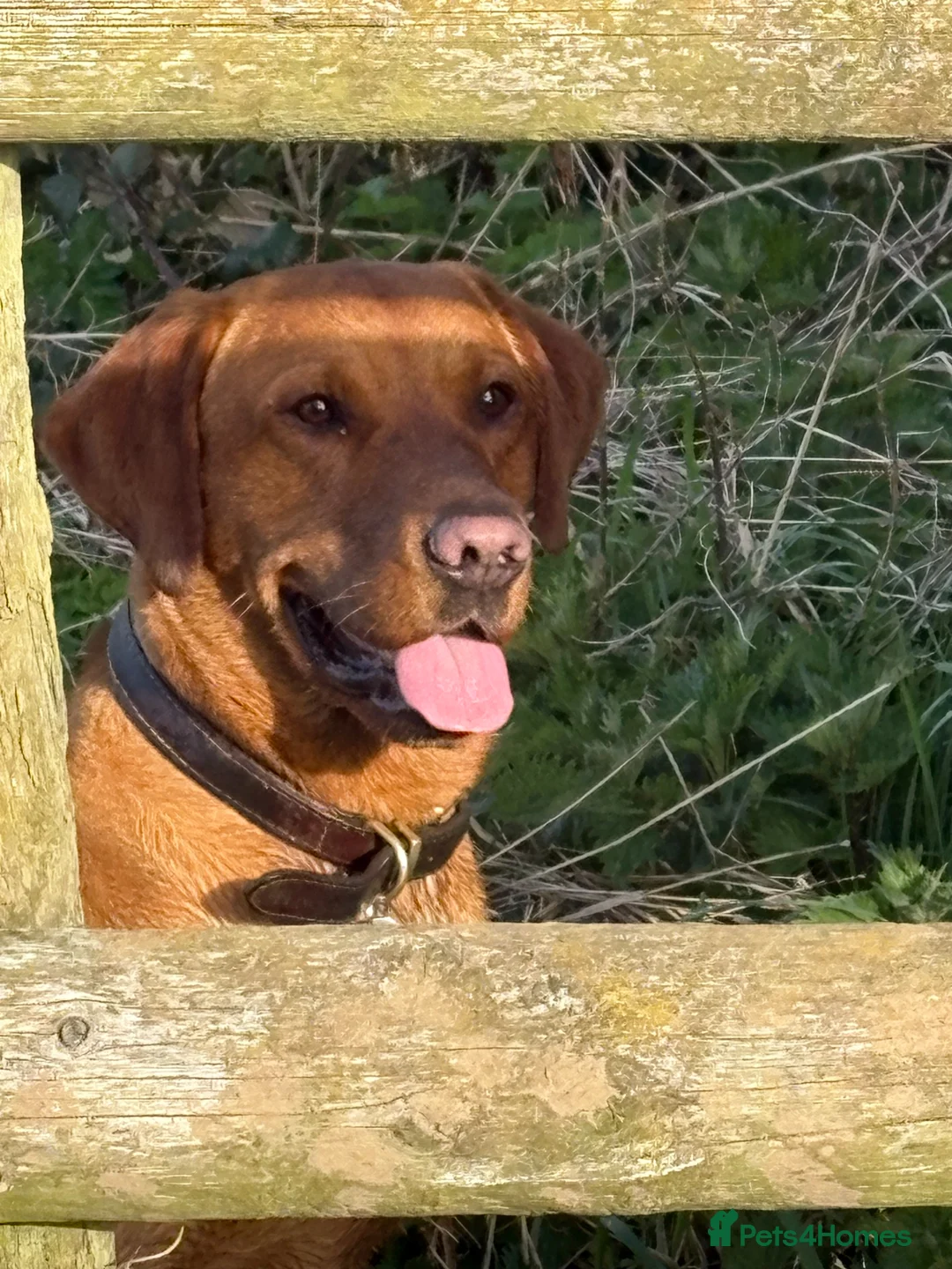 Labrador Retriever dogs for stud: KC Registered Fox Red Labrador Stud - Advert 2