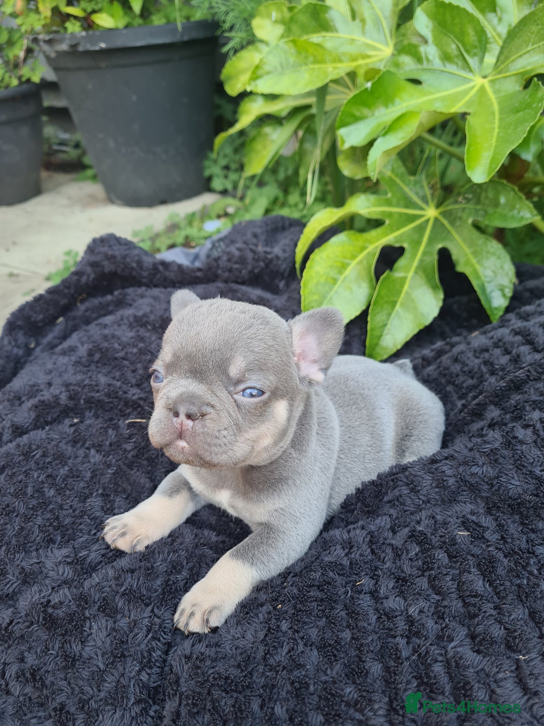 French Bulldog dogs for sale: Big Perm, fluffy and furnished frenchies  - Image 14