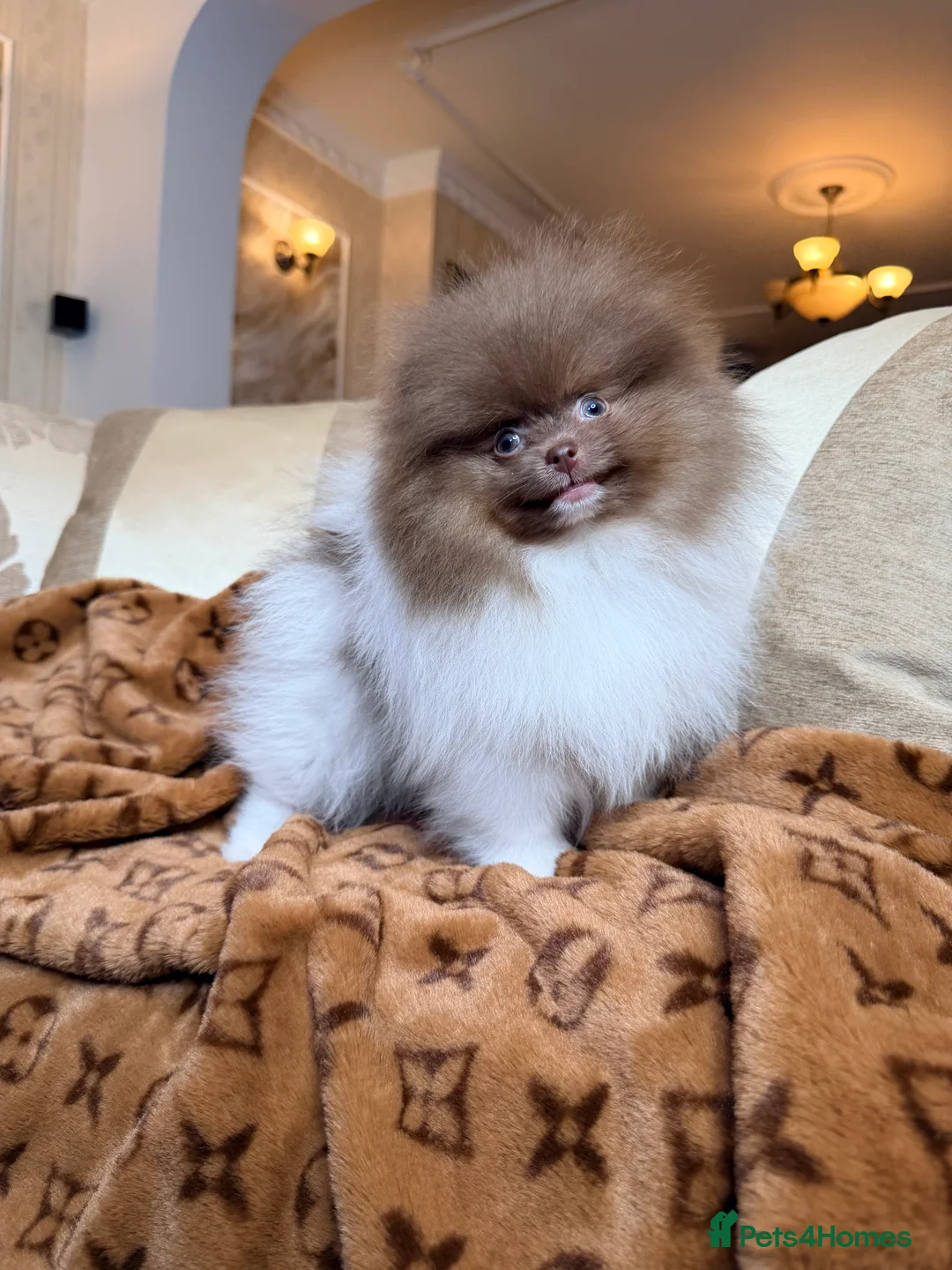 Pomeranian dogs for sale: Cute Pomeranian Boys and Girls  - Advert 2