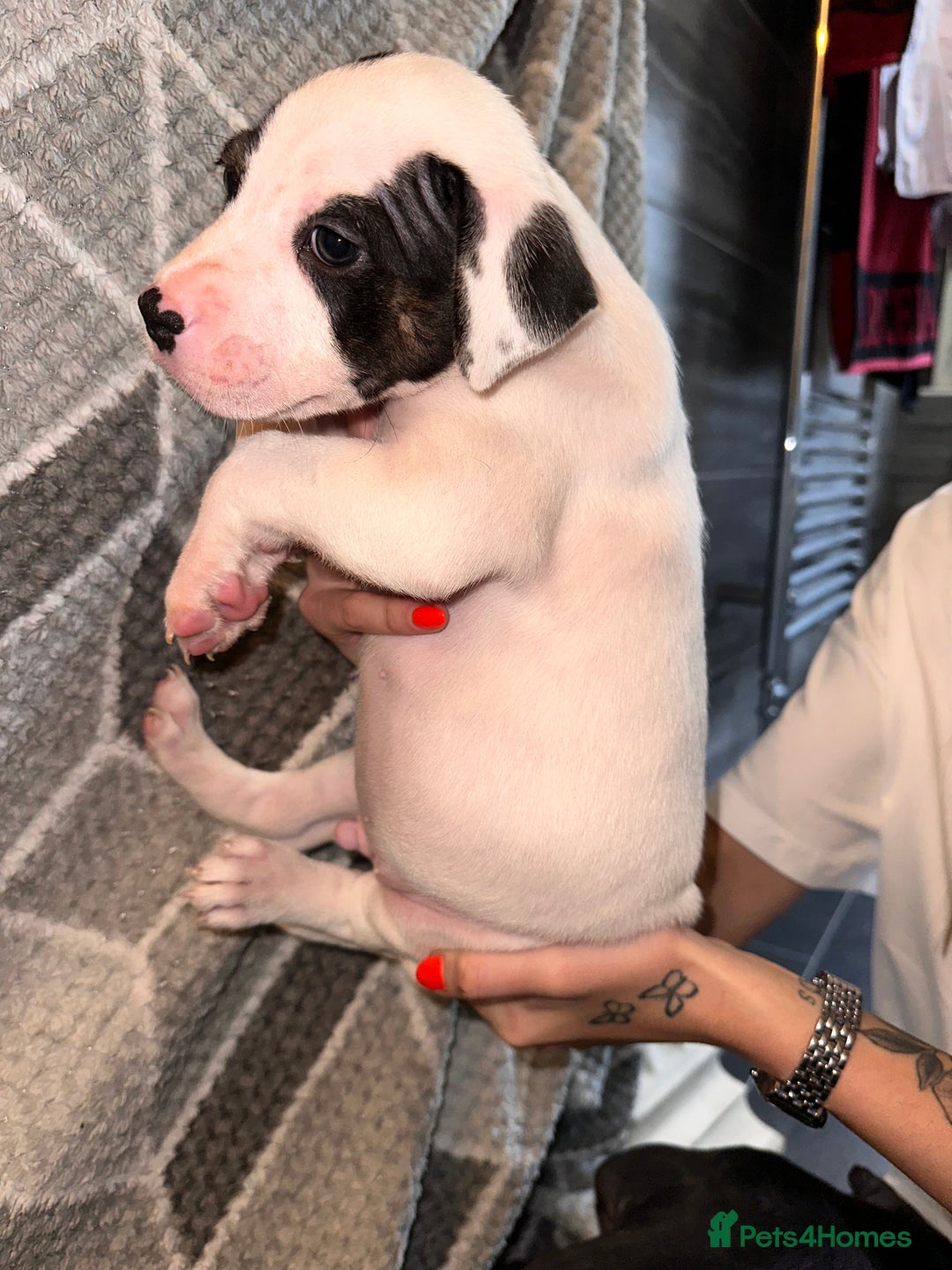 Mixed Breed dogs for sale: American bulldog x staffy 🐶 - Image 9