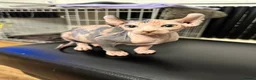 Sphynx cats for sale: Dolce the girl - Advert 11