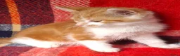 Mixed Breed cats for sale: Beautiful kittens - Advert 3