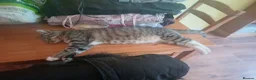 Mixed Breed cats for sale: X2 female tabby kittens in Basingstoke - Advert 19