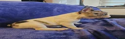 French Bulldog dogs for sale: French Bulldog Puppies – 3 Boys – Blue & Blue-Eyed - Advert 17