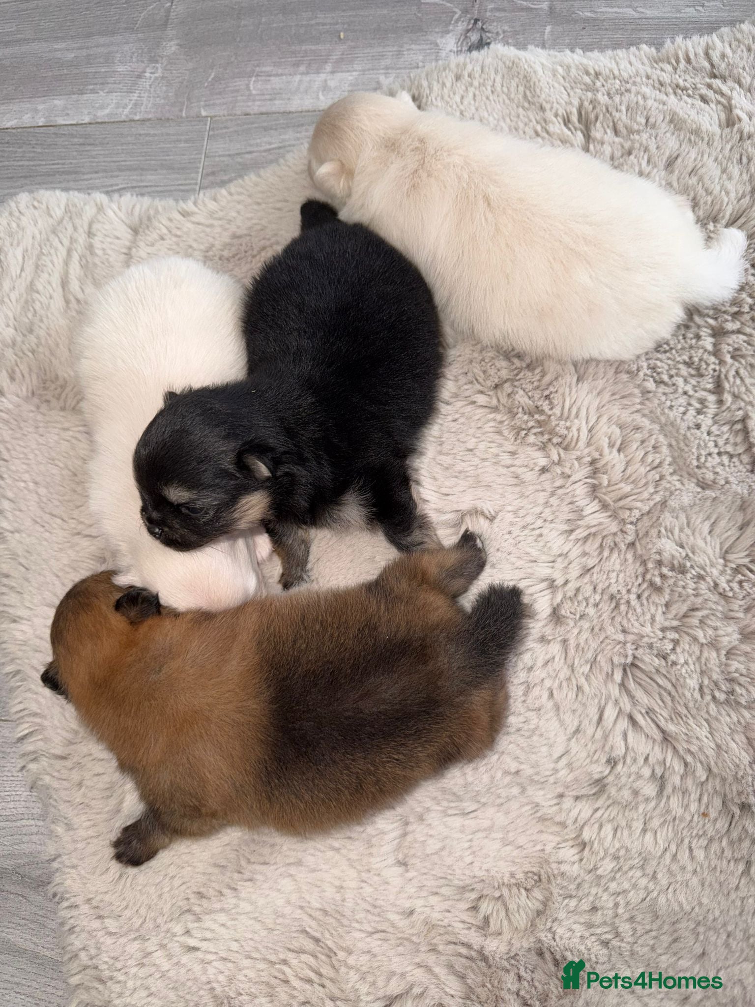 Pomeranian dogs Pomeranians  - Advert 13