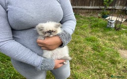 Persian cats for sale: Color point Persian kittens - Image 12