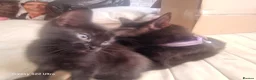 Mixed Breed cats for sale: 5 kittens ready for their forever homes in Kettering - Advert 3