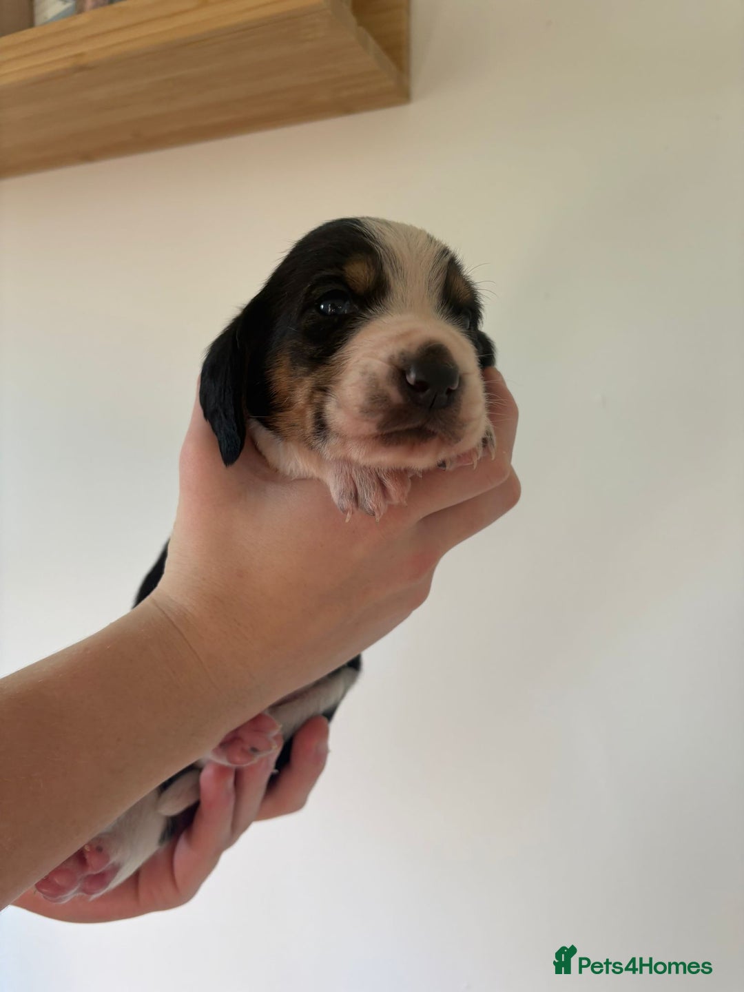 Basset Hound dogs for sale: Exceptional KC Basset Hound Puppies Now Available - Advert 17