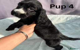 Cocker Spaniel dogs for sale: ⭐️ SHOW TYPE COCKER SPANIEL - READY ON 1ST AUGUST - Image 17