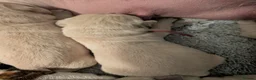 Golden Retriever dogs for sale: Golden retriever puppies for sale in Auchterarder - Advert 16