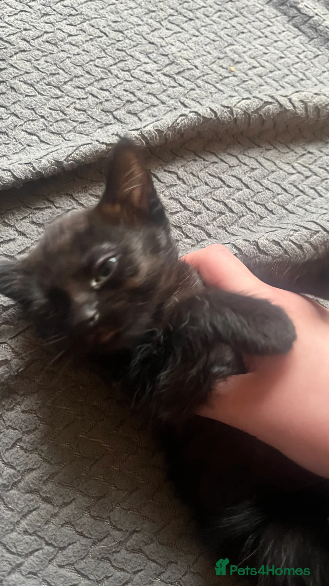 Mixed Breed cats for sale: 1 black female left  - Advert 3