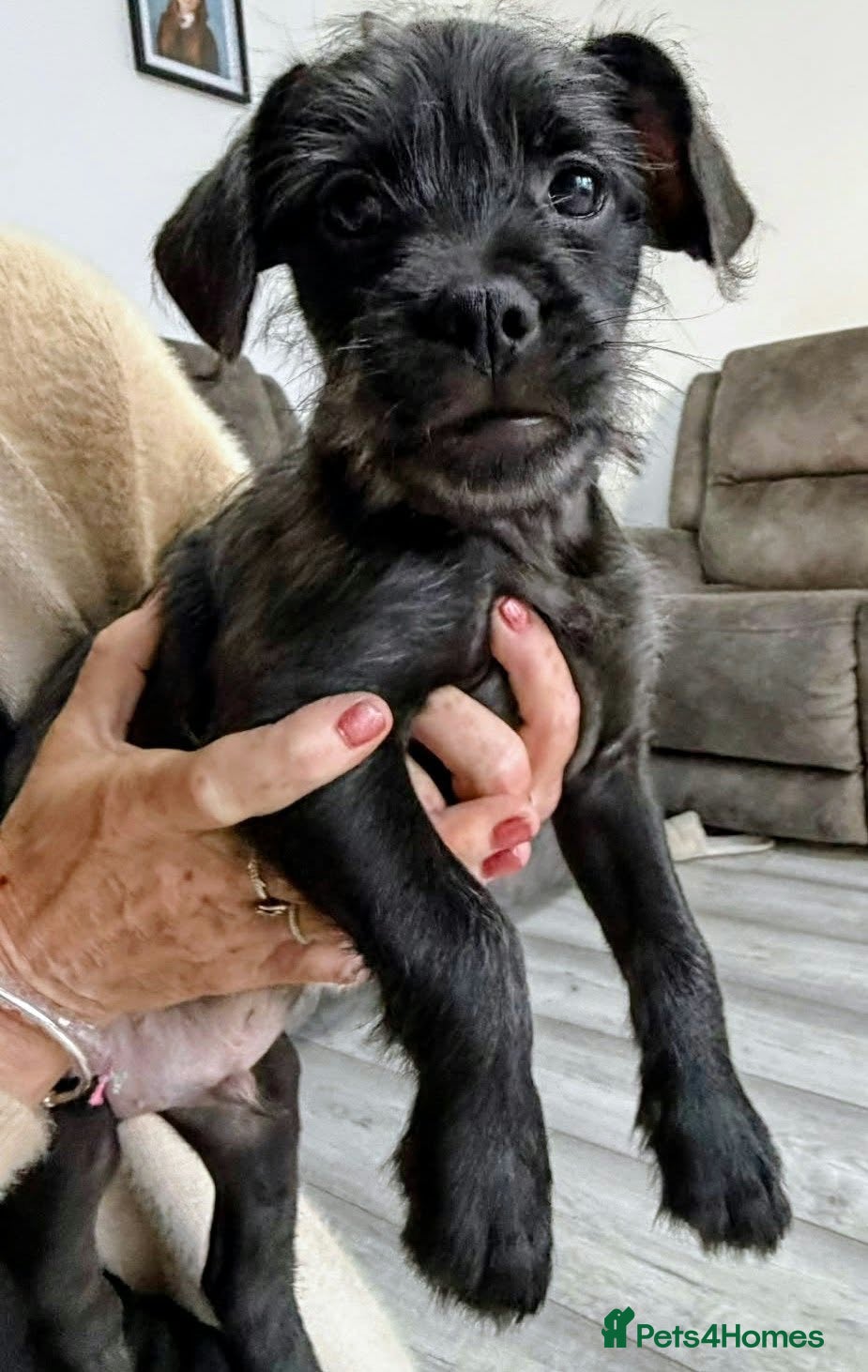 Mixed Breed dogs Ready Now LAST BOY French bulldog x cockapoo - Advert 2