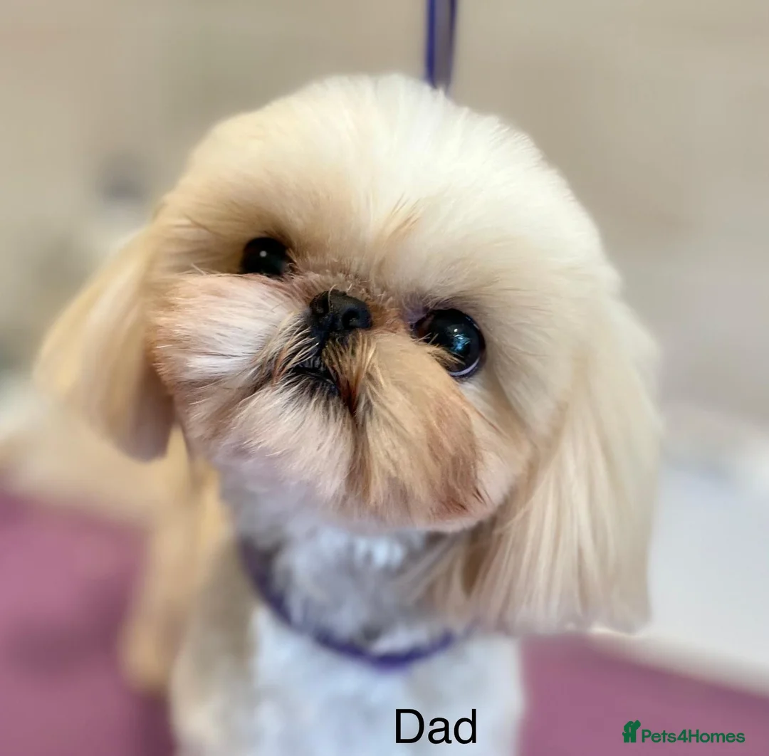 Shih Tzu dogs for stud:  **  2KG Imperial Karashishi Shih Tzu KC Reg Stud in Winchester - Advert 1