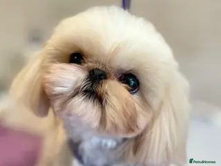 Shih Tzu dogs ** 2KG Imperial Karashishi Shih Tzu KC Reg Stud in Winchester - Advert 11