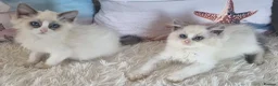 Ragdoll cats for sale: 💕Cute Champion line Ragdolls Kittens 💕 - Advert 11