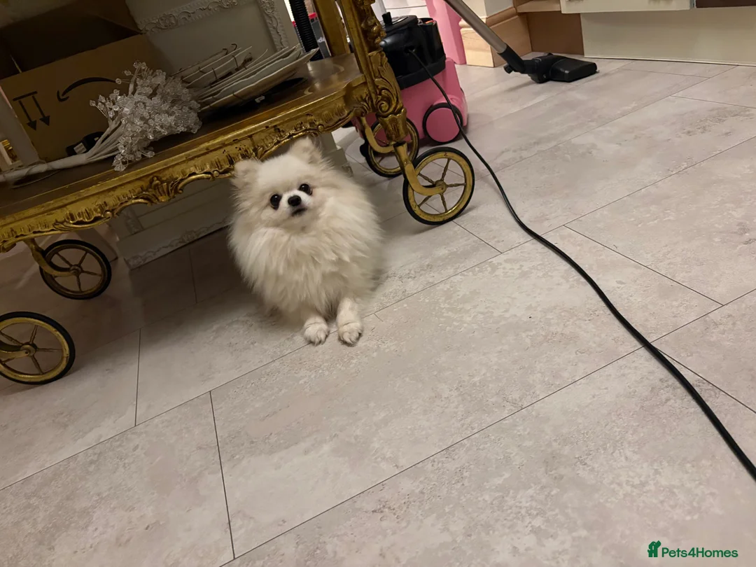 Pomeranian dogs for sale: Female Pomeranian  - Advert 2