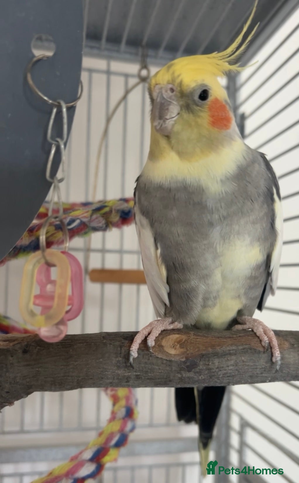 Cockatiels birds cockatiel for sale with cage  - Advert 1