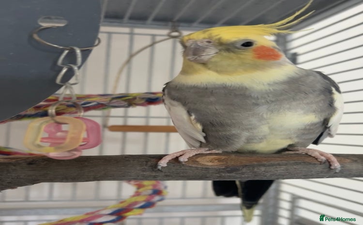 Cockatiels birds - Advert 1