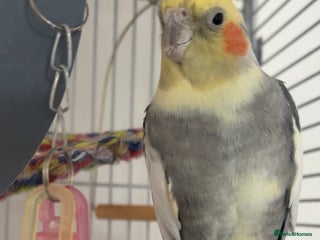 Cockatiels birds - Advert 30