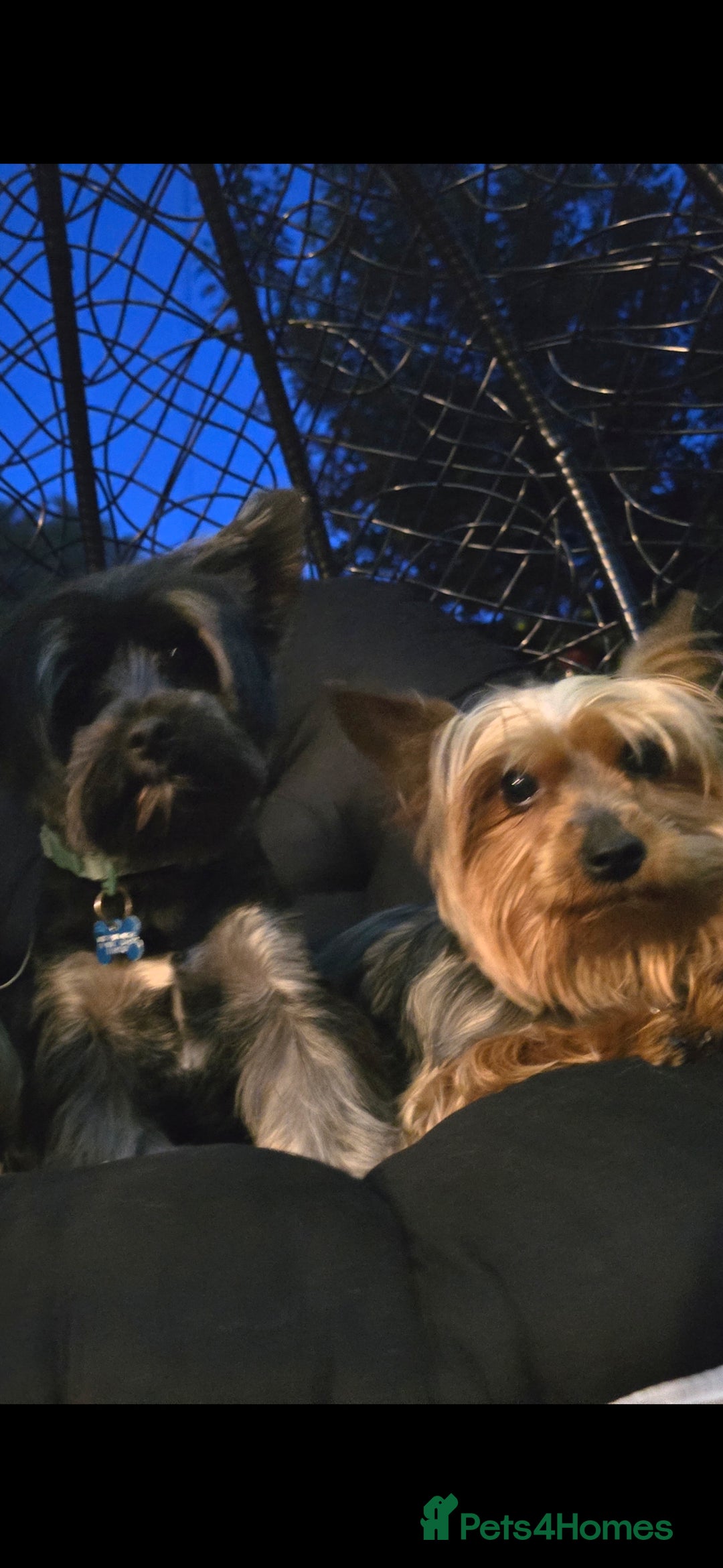 Yorkshire Terrier dogs for sale: Yorkshire terrier  - Advert 16