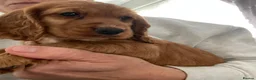 Cocker Spaniel dogs for sale: Terrific Cocker spaniels  - Advert 11