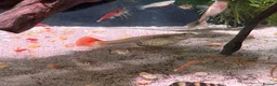 Live Bearers fish for sale: 4 Adult Female Guppies + Many Various Age Fry in Stone - Advert 4