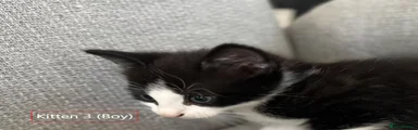 Kitten 3 (boy)