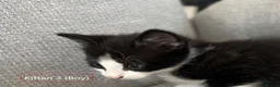 Mixed Breed cats for sale: Cute and playful kittens looking for a new home - Advert 14