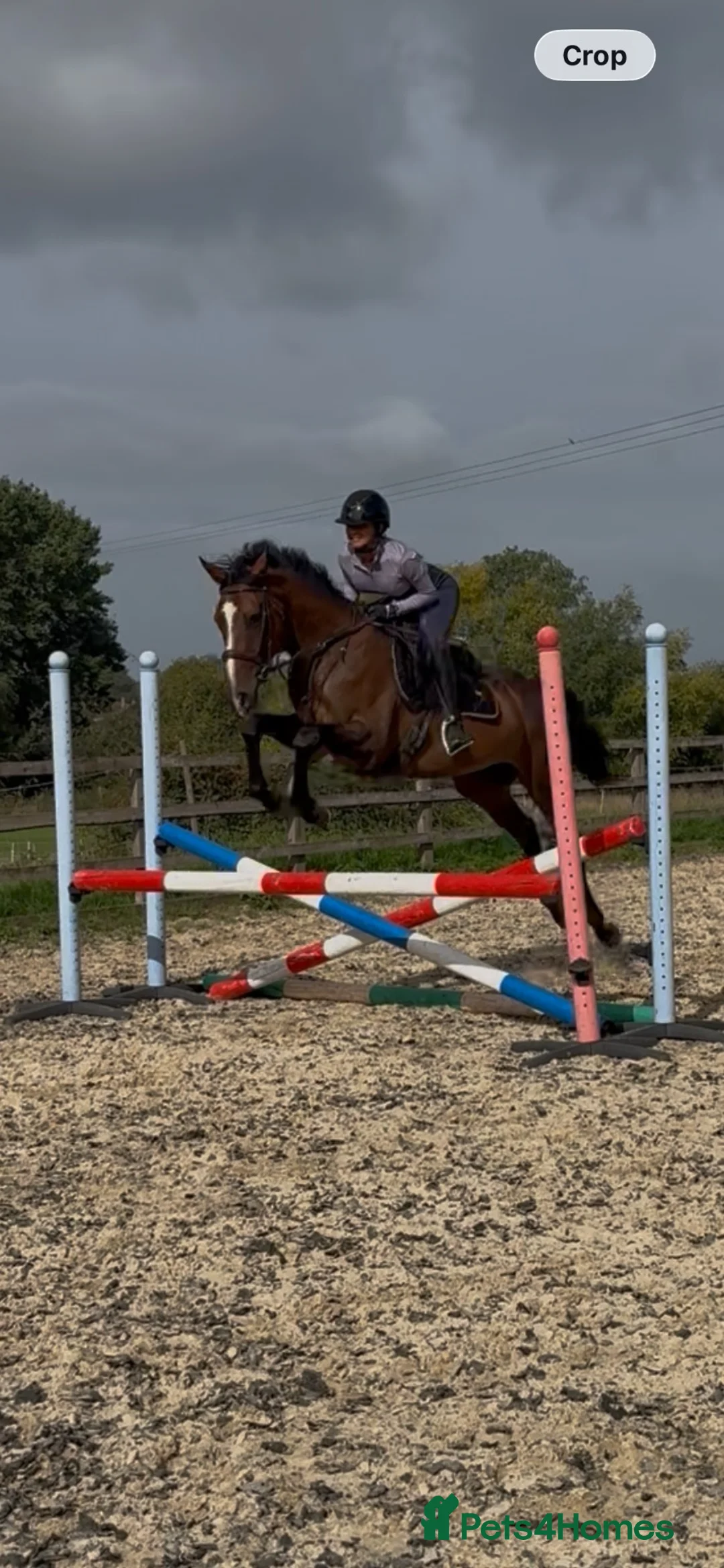 English Thoroughbred horses for sale: Jack  in Warwick - Advert 2