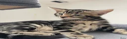 Bengal cats for sale: Bengal X Ready NOW - Advert 21