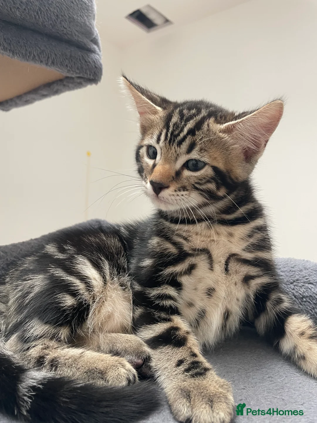 Bengal cats for sale: Bengal X Ready NOW - Advert 21