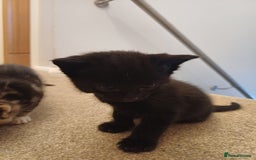Mixed Breed cats for sale: 5 kittens available on Oct 2nd-9th - Image 5