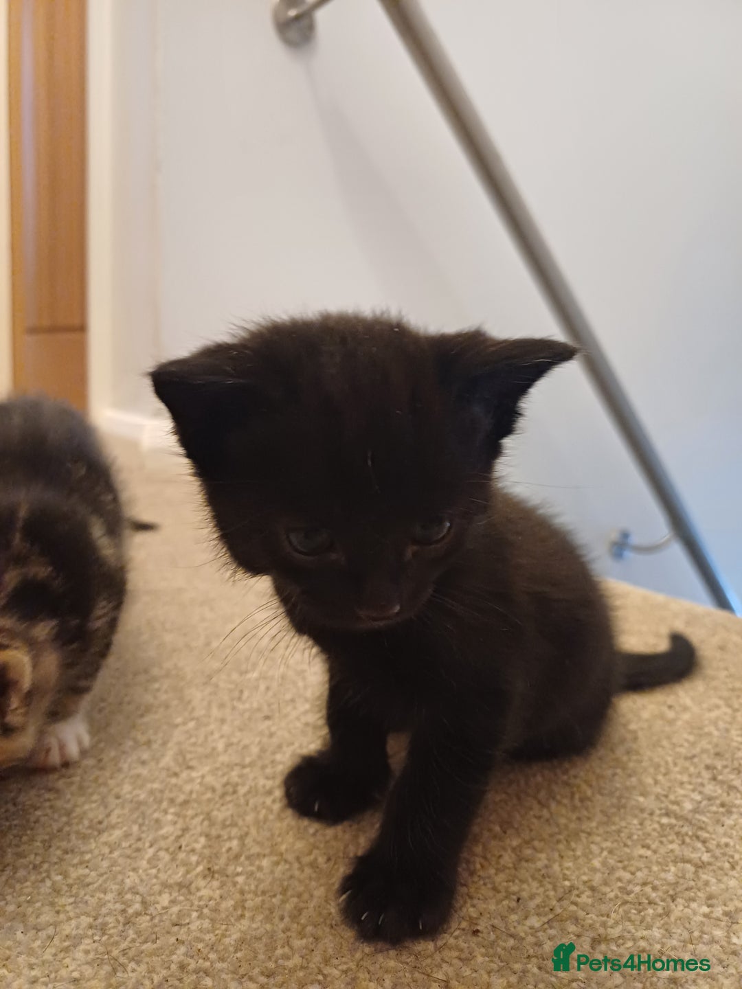 Mixed Breed cats for sale: 5 kittens available on Oct 2nd-9th - Image 5