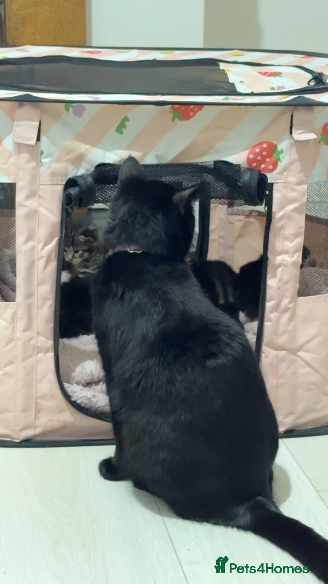 Mixed Breed cats for sale: Half British short hair kittens! in Nottingham - Advert 2