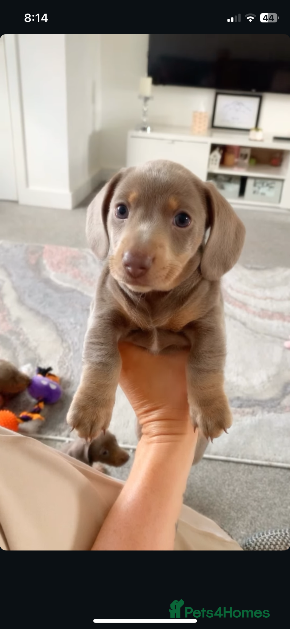 Miniature Dachshund dogs KC Registered Dachshund Puppies - Advert 7