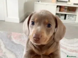 Miniature Dachshund dogs KC Registered Dachshund Puppies - Advert 7