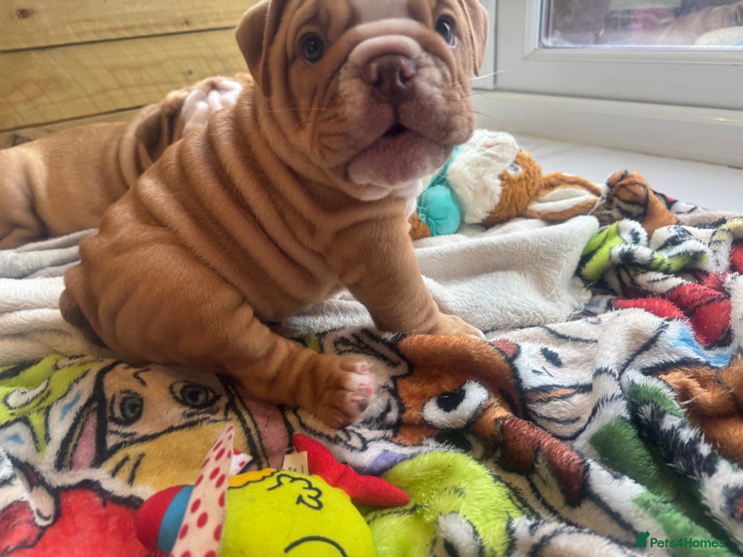 English Bulldog dogs for sale: READY TO GO Full Pedigree health tested bulldogs - Image 16