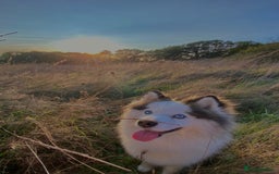 Pomsky dogs for stud: Stunning Pomsky F3 available for stud - Image 5