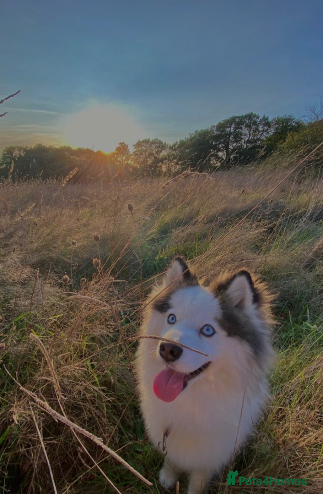 Pomsky dogs for stud: Stunning Pomsky F3 available for stud - Image 5