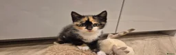 Mixed Breed cats for sale: 6 lovely kittens - Advert 16