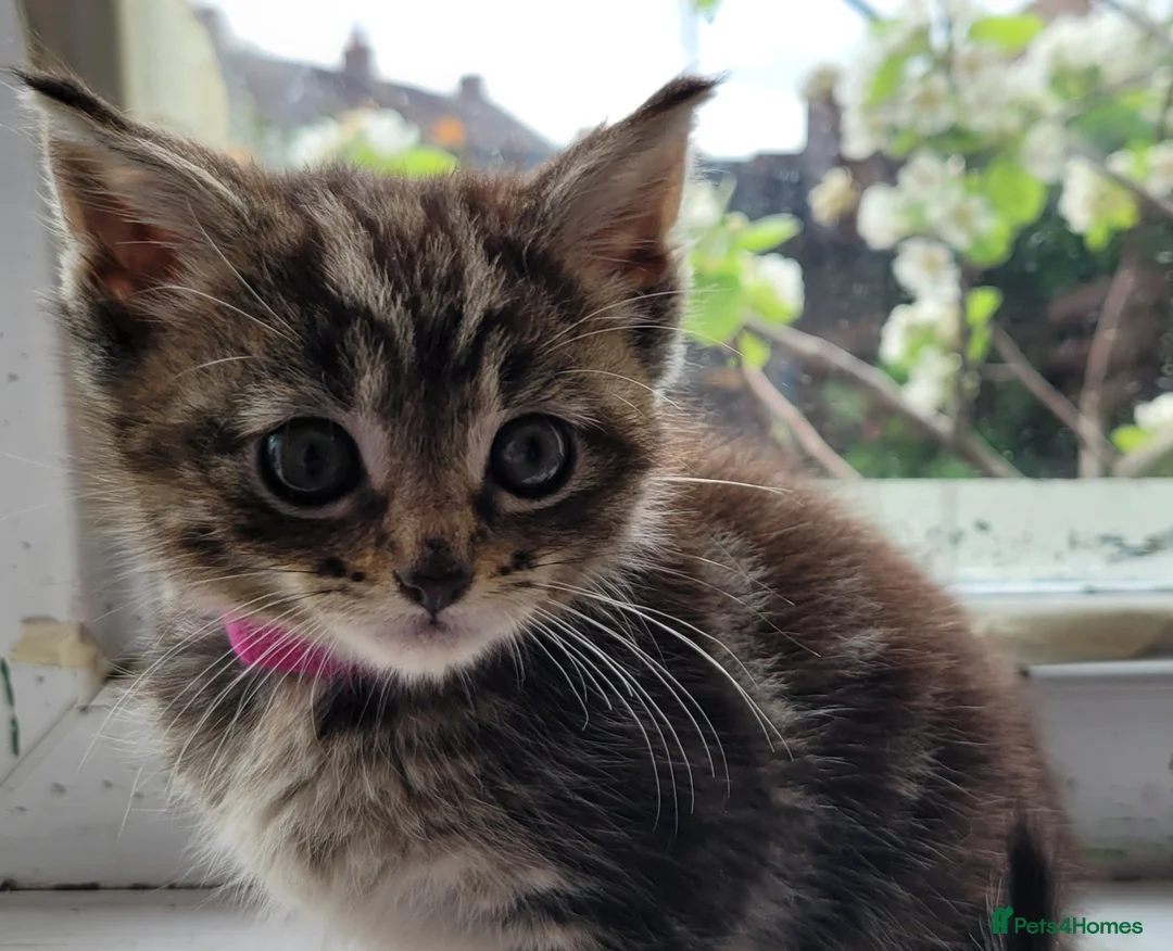 Maine Coon cats for sale: 5 georgous fluffy maincoon kittens for sale - Advert 2