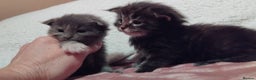 Maine Coon cats for sale: Maine Coons Kittens For Sale  - Advert 6