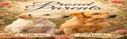 Labrador Retriever dogs for sale: 10/10 MALE PUP AVAILABLE WITH UNMATCHED PEDIGREE  - Advert 1