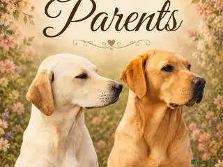 Labrador Retriever dogs PEDIGREE KC REG YELLOW LABRADOR RETRIEVER PUPS - Advert 5