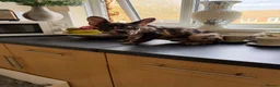 French Bulldog dogs for sale: French bulldogs for sale  - Advert 7