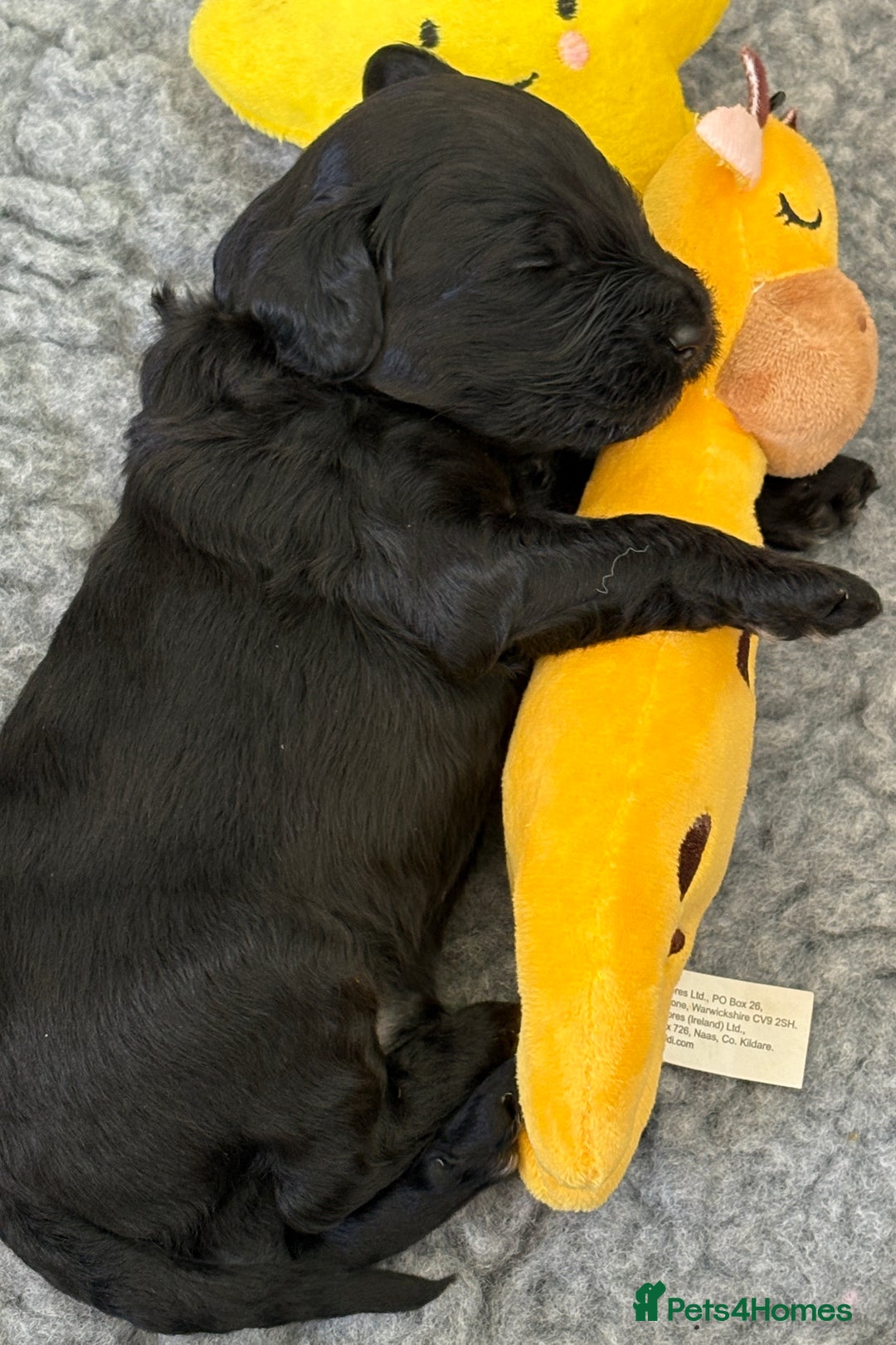 Australian Labradoodle dogs for sale: Reduced-Multigen Aussie Labradoodles curly/nonshed - Image 14