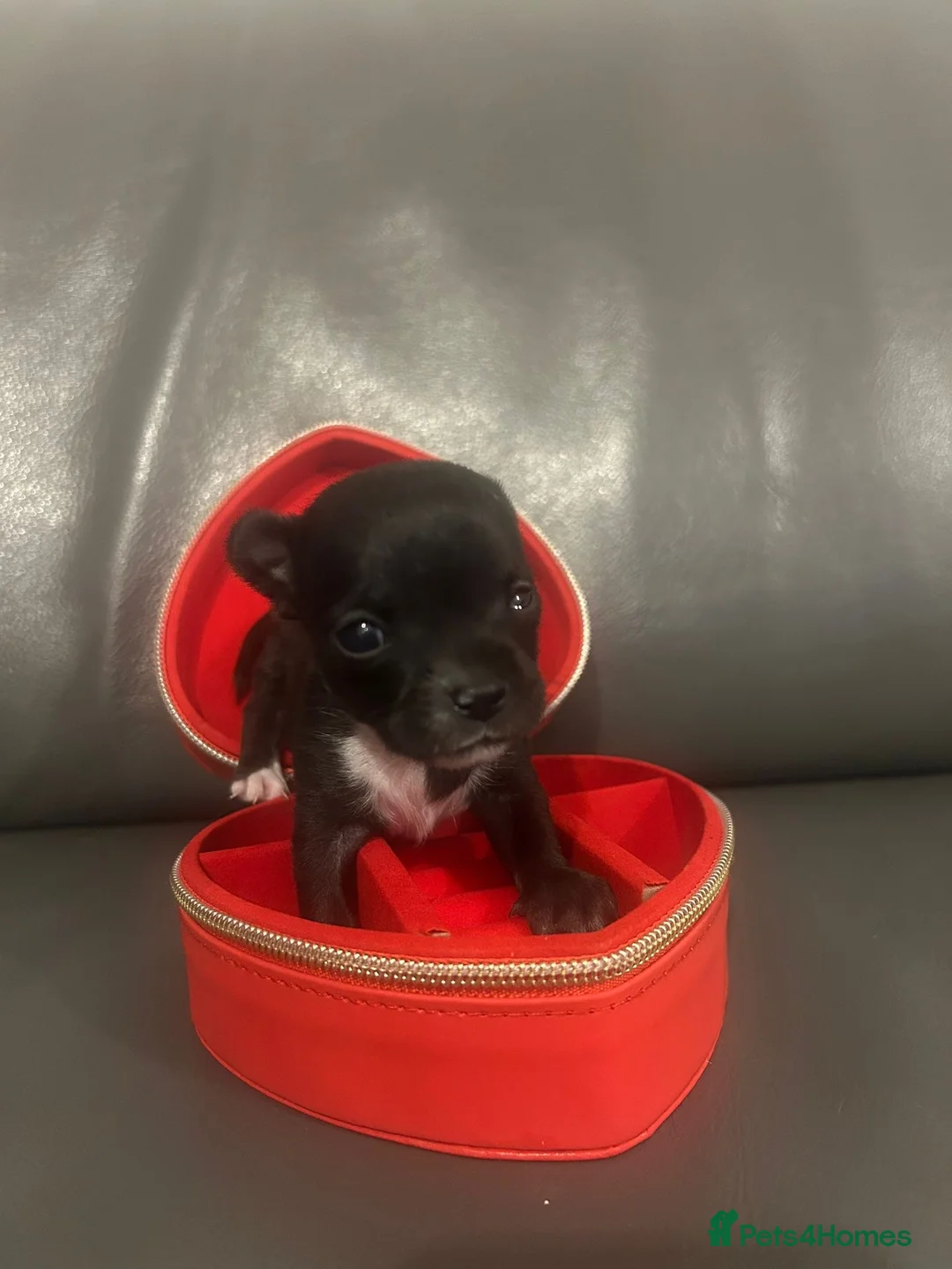 Chihuahua dogs for sale: Exceptional  **  Miniature Chihuahuas Truly Rare in Solihull - Advert 2