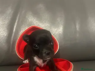 Chihuahua dogs Exceptional ** Miniature Chihuahuas Truly Rare - Advert 18